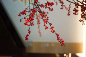 This winter, Chao flavors born of land and sea